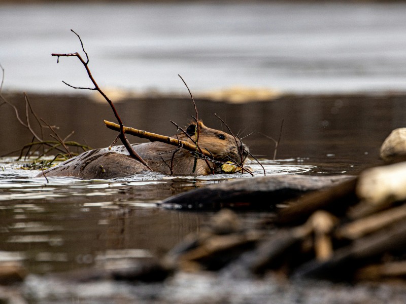 Zwemmende bever. Foto van Derek Otway, bron Unsplash